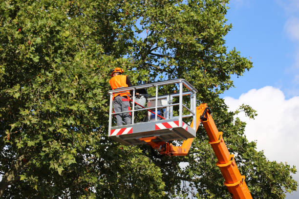 Cottage Lake, WA Tree Services Pros
